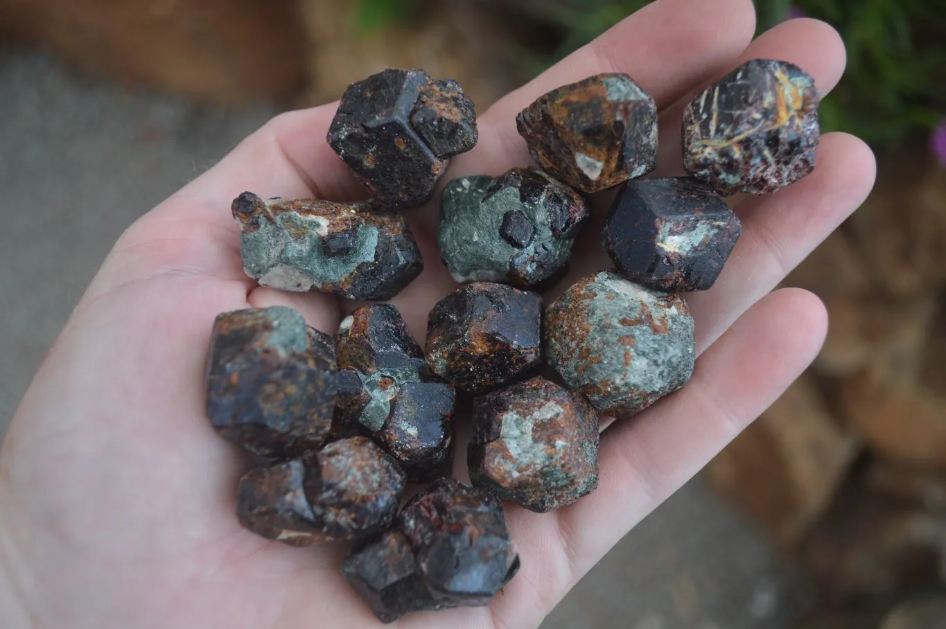 Natural Red Pyrope Garnet Crystals  x 55 From Zimbabwe