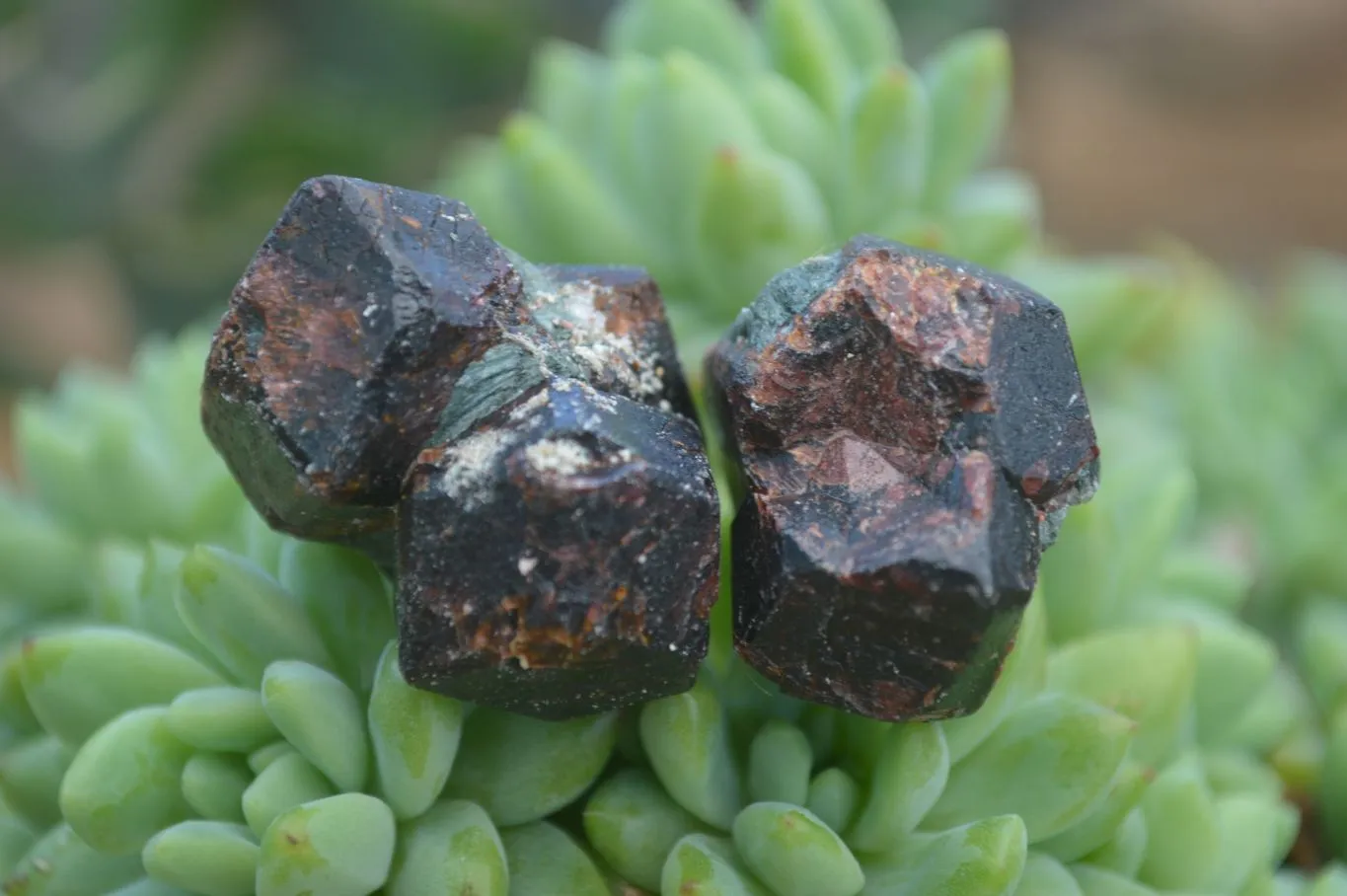 Natural Red Pyrope Garnet Crystals  x 55 From Zimbabwe