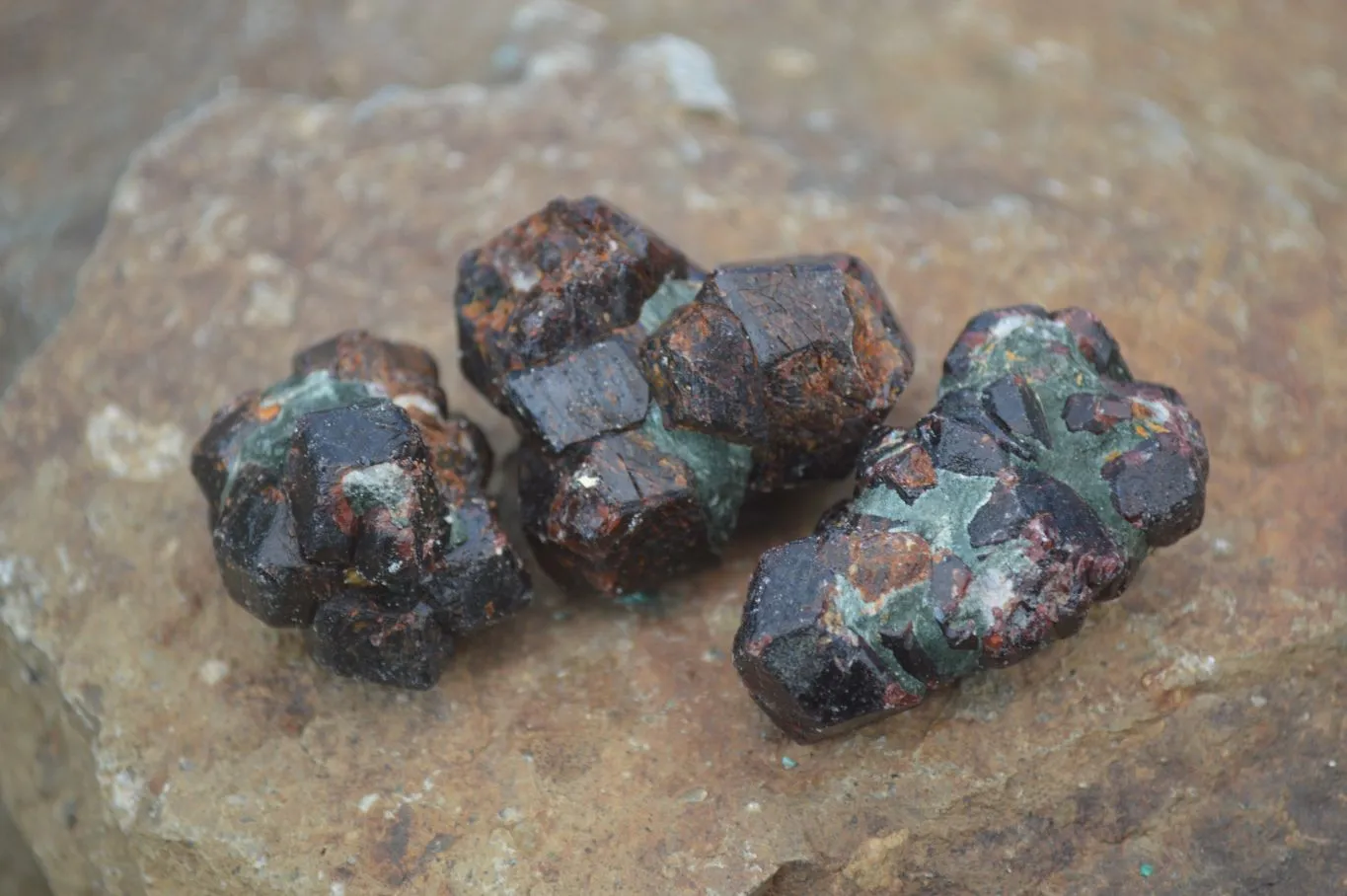 Natural Red Pyrope Garnet Crystals  x 55 From Zimbabwe