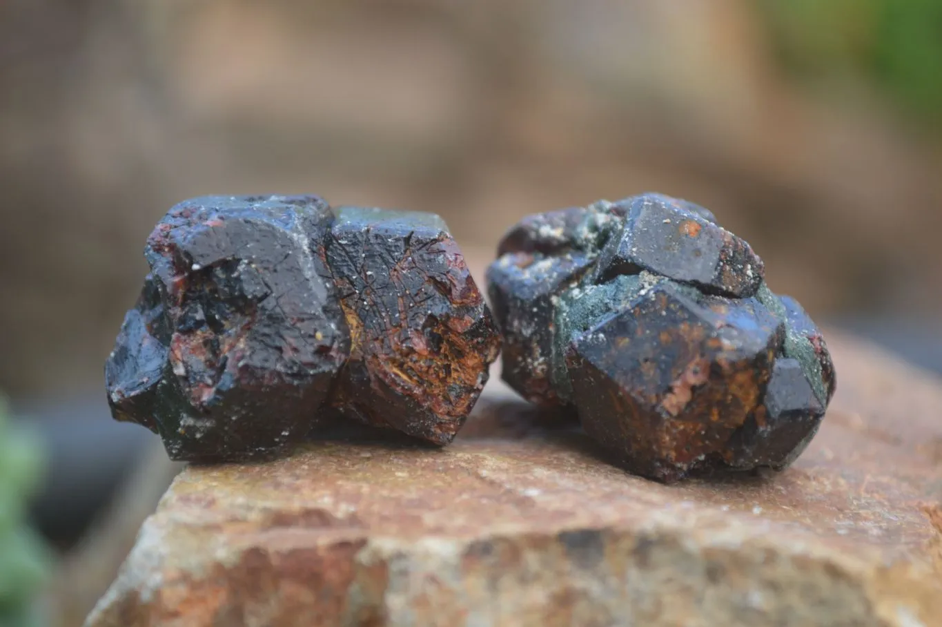 Natural Red Pyrope Garnet Crystals  x 55 From Zimbabwe